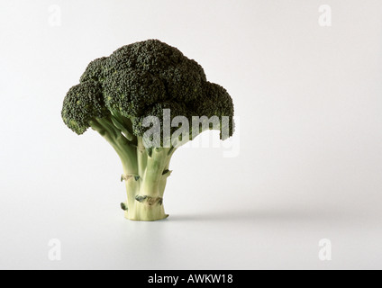 Pezzo di broccoli, in piedi, sfondo bianco Foto Stock