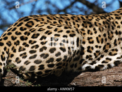 African Leopard (Panthera pardus pardus), vista ritagliata Foto Stock