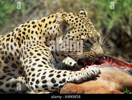 African Leopard (Panthera pardus pardus) lacerazione in preda Foto Stock