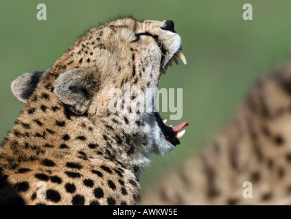 East African ghepardo (Acinonyx jubatus raineyii) con la bocca aperta, vista laterale Foto Stock