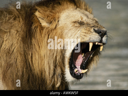 Leone ruggente (Panthera leo), la testa e le spalle Foto Stock