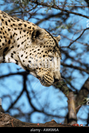 African Leopard (Panthera pardus) nella struttura ad albero, headshot, vista laterale Foto Stock