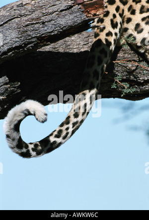 African Leopard (Panthera pardus) seduta nella struttura ad albero, close up di coda, ritagliato Foto Stock