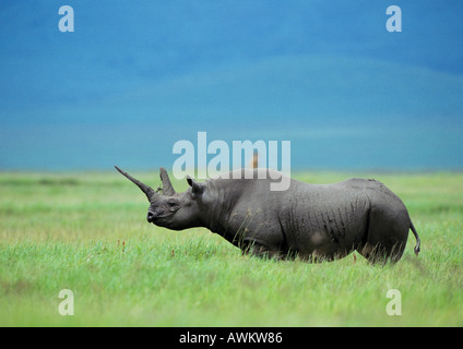 Rinoceronte nero (Diceros simum) in piedi nella prateria, Tanzania, vista laterale Foto Stock