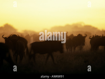 Africa, Tanzania, allevamento di blu (Wildebeests Connochaetes taurinus) al tramonto Foto Stock