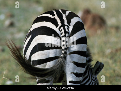 Africa, Tanzania, pianure Zebra (Equus quagga) swishing coda, vista posteriore Foto Stock