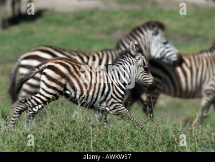 Le pianure zebra (Equus quagga), puledro eseguito insieme a sua madre, vista laterale, movimento sfocato Foto Stock