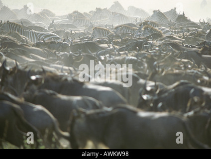 Africa, Tanzania, Blu Wildebeests (Connochaetes taurinus) e pianure zebre (Equus quagga) Foto Stock