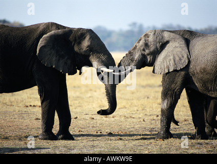 Bush africano Elefante africano (Loxodonta africana), Botswana, Africa Foto Stock