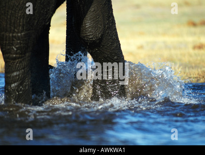 Bush africano Elefante africano (Loxodonta africana) in piedi in acqua potabile, close-up di gambe e tronco Foto Stock
