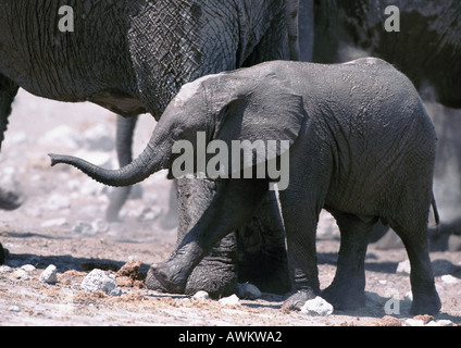 Bush africano vitello di elefante africano (Loxodonta africana), camminando accanto a madre Foto Stock