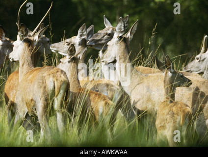 Allevamento di Europa occidentale il cervo (Cervus elaphus elaphus) Foto Stock