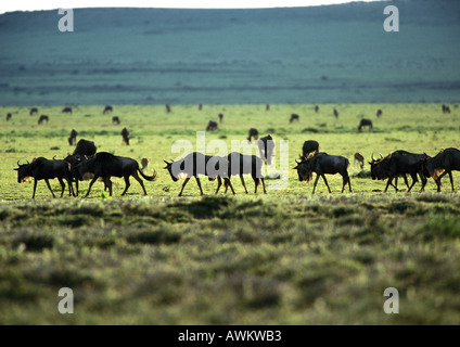 Africa, Tanzania, Blu Wildebeests (Connochaetes taurinus) sulla pianura erbosa Foto Stock