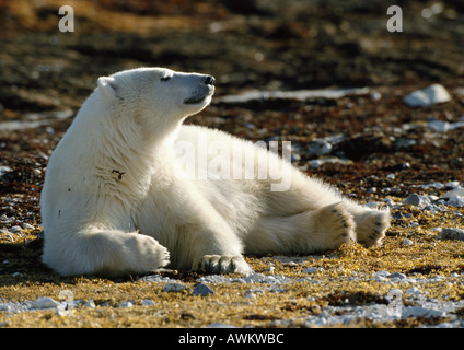 Orso polare (Ursus maritimus) giacenti in sun, Canada Foto Stock