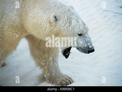 Orso polare (Ursus maritimus) ruggito, ricoperta di neve, close-up Foto Stock