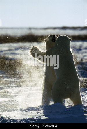 Due orsi polari (Ursus maritimus) combattimenti nella neve Foto Stock