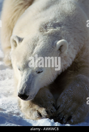 Orso polare (Ursus maritimus) appoggiato la testa sulle zampe, close-up Foto Stock