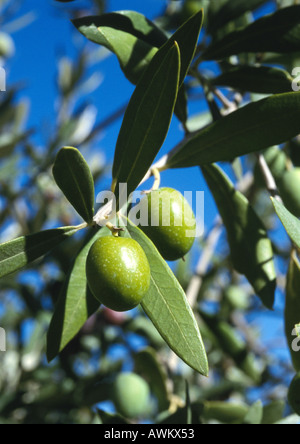 Olive verdi crescente sul ramo, close-up Foto Stock