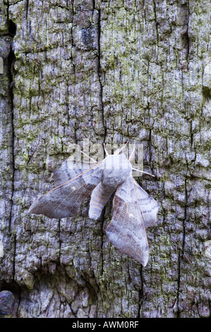 Il PIOPPO HAWK MOTH LAOTHOE POPULI sul palo da recinzione Foto Stock