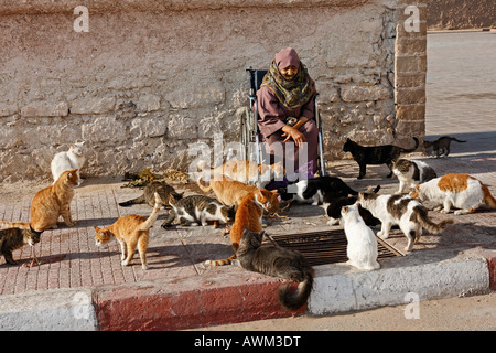 Anziana donna marocchina in sedia a rotelle che alimenta 18 gatti, Skala de la Ville, Essaouira, Marocco, Africa Foto Stock