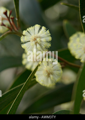 Australian blackwood (acacia melanoxylon) Foto Stock