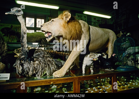 Farcite lion, struzzo e wildcat in le bizzarre, 170-anno-vecchio Deyrolle shop, Rue du Bac, Parigi, Francia, Europa Foto Stock