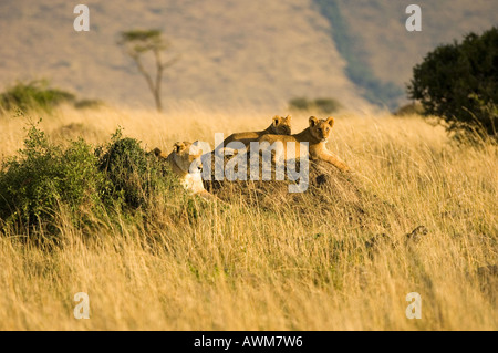 Orgoglio dei Leoni in Kenya il Masai Mara Foto Stock