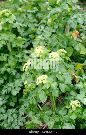 ALEXANDERS SMYRNIUM OLUSATRUM FIORITURA A metà marzo DEVON Foto Stock