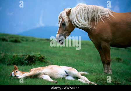 Cavalli di Razza Haflinger con il suo puledro in campo Foto Stock