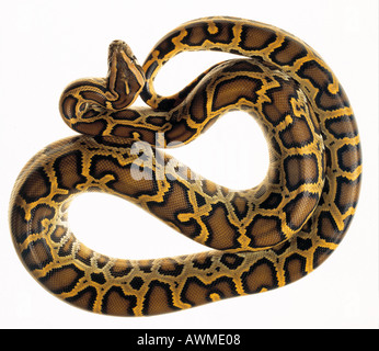 Close-up di birmani (Python Python molurus bivittatus) su sfondo bianco Foto Stock