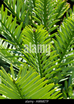 Wollemi pine (Wollemia nobilis) Foto Stock