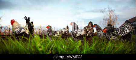 Argento cucita Wyandotte gregge oringinating dello stato di new york su freeranging smallholding Foto Stock