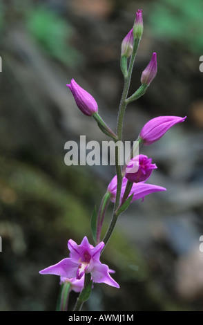 Red Helleborine (Cephalanthera rubra) Foto Stock