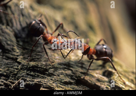 Unione di legno rosso ant (Formica polyctena) Foto Stock
