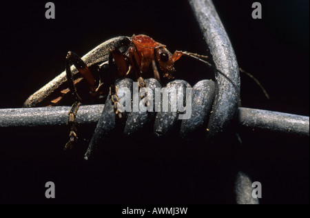 Soldato beetle (Cantharis fusca) Foto Stock