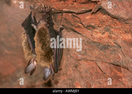 Bechstein bat (Myotis bechsteinii) entra in modalità di ibernazione in una grotta Foto Stock