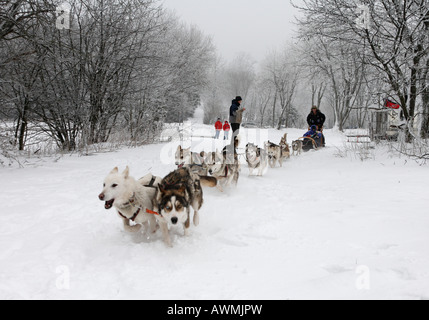 Sled Dog team in Schwarze Berge (Montagna Nera), Rhoen gamma, Franconia, Baviera, Germania, Europa Foto Stock