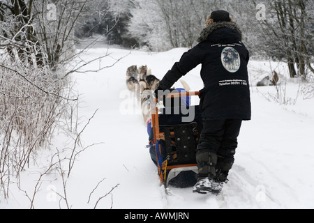 Sled Dog team in Schwarze Berge (Montagna Nera), Rhoen gamma, Franconia, Baviera, Germania, Europa Foto Stock