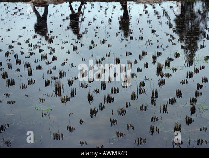 Sagome riflessa in acqua di risaia Foto Stock
