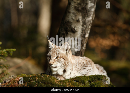 Eurasian (Lynx Lynx lynx) in un involucro esterno in Bayerischer Wald (Foresta Bavarese), Bassa Baviera, Baviera, Germania, e Foto Stock