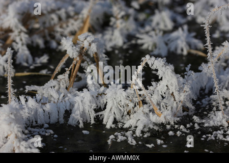 I cristalli di gelo su una lama appassiti di erba Foto Stock