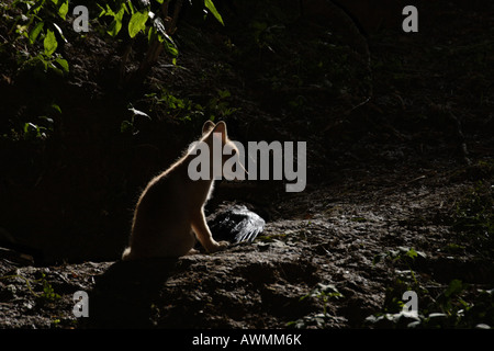 Red Fox (Vulpes vulpes vulpes) pup seduto di fronte al suo den al chiaro di luna, crow kill accanto ad esso Foto Stock