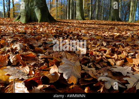 Foresta con figliata di foglia in autunno, Kiel, Schleswig-Holstein, Germania Foto Stock