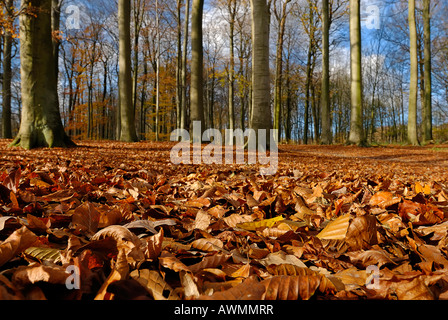 Foresta con figliata di foglia in autunno, Kiel, Schleswig-Holstein, Germania Foto Stock