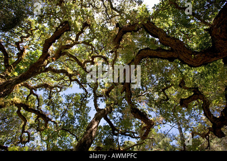 Guardando in alto attraverso i rami di querce da sughero in un bosco vicino a Sintra Portogallo. Foto Stock