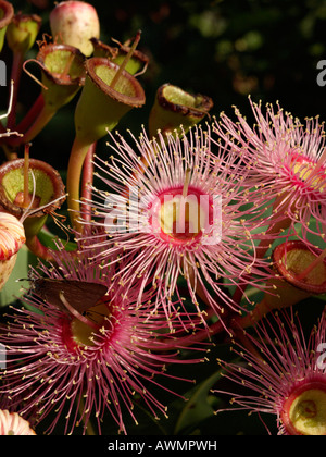 Fioritura rossa gomma (corymbia ficifolia 'Summer rosso' syn. Eucaliptus ficifolia 'Summer rosso') Foto Stock