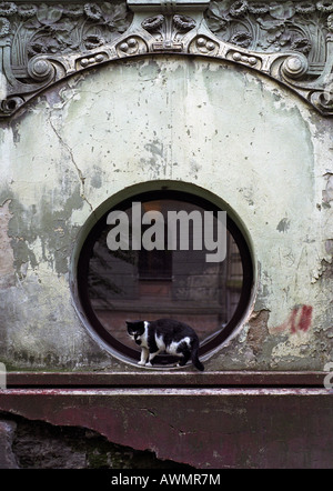 Gatto in una finestra rotonda in stile Liberty della facciata, Riga, Lettonia Foto Stock
