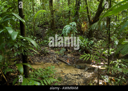 La foresta pluviale di vapore e sottobosco amazon Yavari Perù Foto Stock