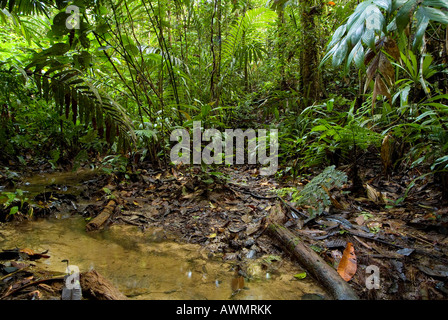 La foresta pluviale amazzonica vapore Yavari Perù Foto Stock