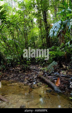 La foresta pluviale amazzonica vapore Yavari Perù Foto Stock